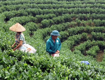 'Chắp thêm cánh' cho chè Thái Nguyên