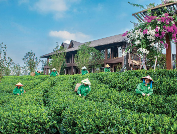 'Ngũ đại danh trà' vào thu
