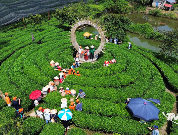 Khát vọng vươn xa từ vùng 'Đệ nhất danh trà'