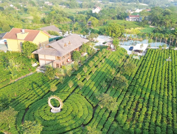 Khai thác văn hóa trà - 'đòn bẩy' cho du lịch